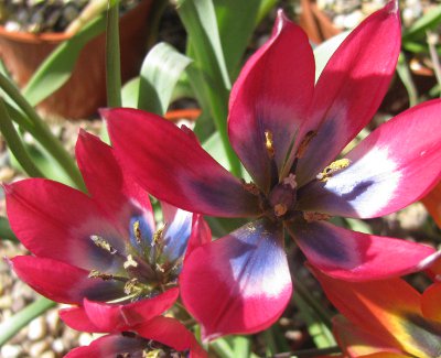 Tulipa Little Beauty 